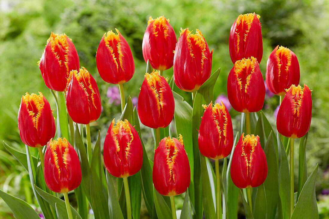 Tulpe (Tulipa) 'Fabio'