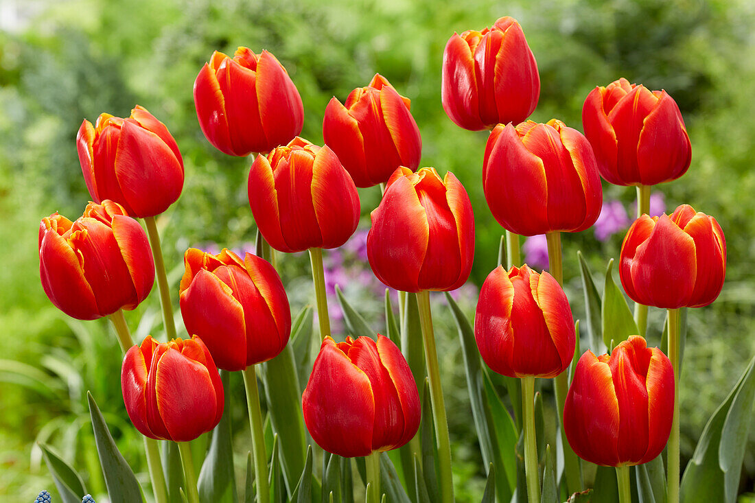 Tulpe (Tulipa) 'Terminator'