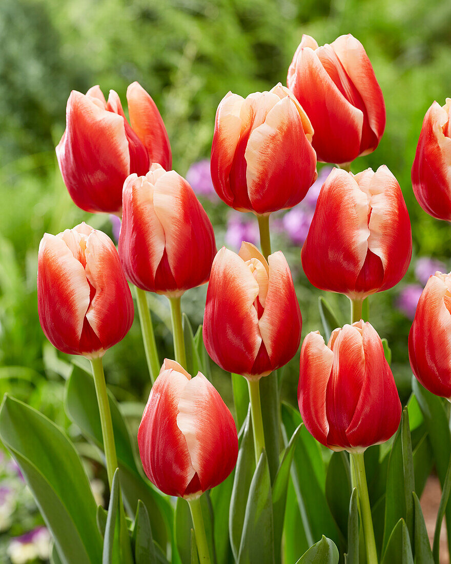 Tulipa Jan Buis