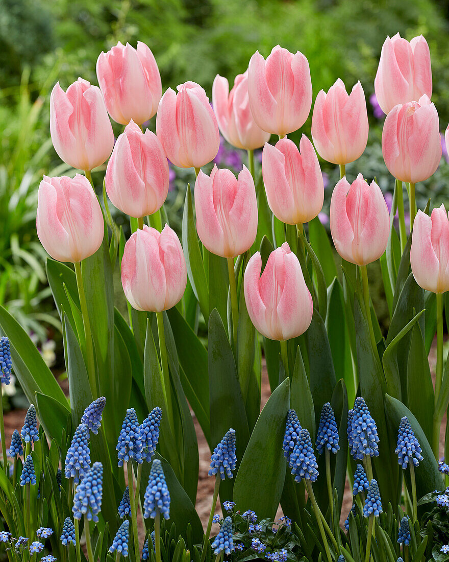 Tulpe (Tulipa) 'Serine'