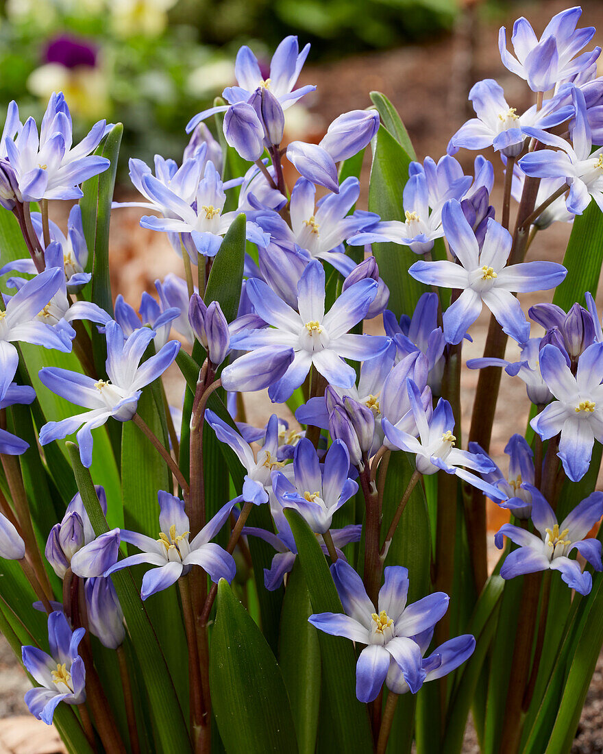 Chionodoxa forbesii Blue Giant