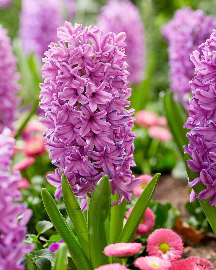 Hyazinthe (Hyacinthus) 'Purple Voice'