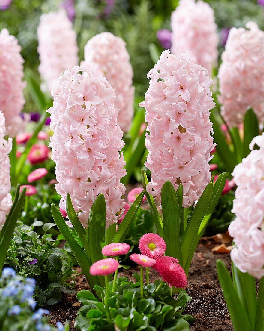 Hyazinthe (Hyacinthus) 'Sorbonne'