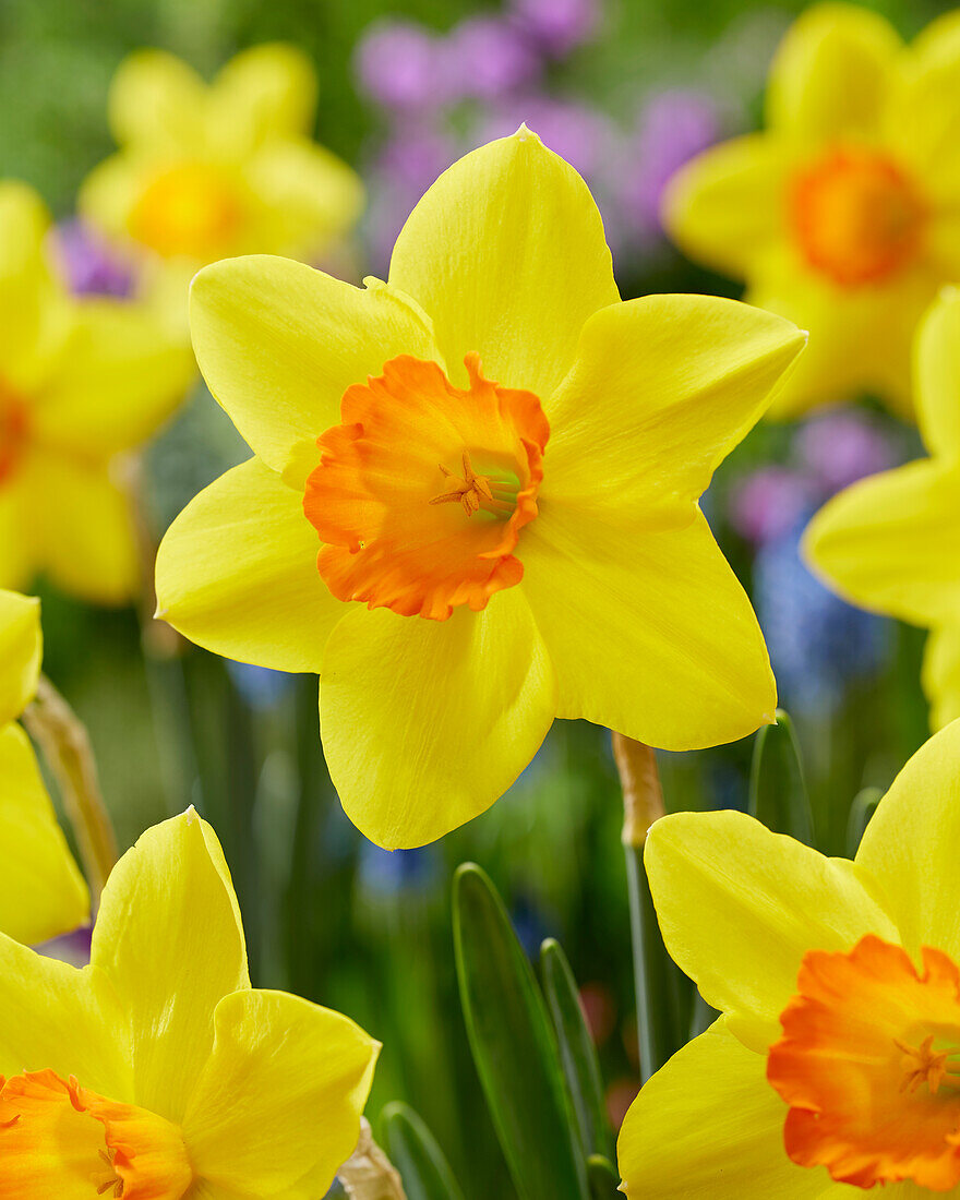 Narcissus Ceylon