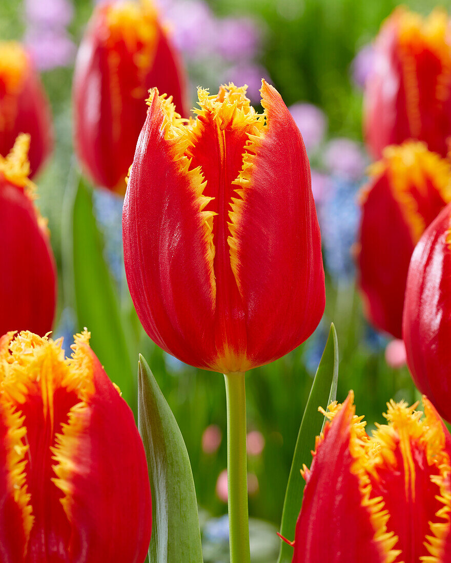 Tulpe (Tulipa) 'Fabio'