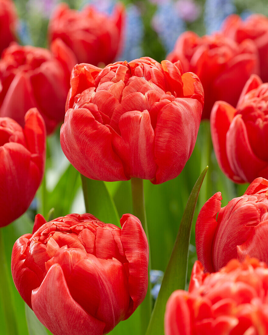 Tulpe (Tulipa) 'Mira'