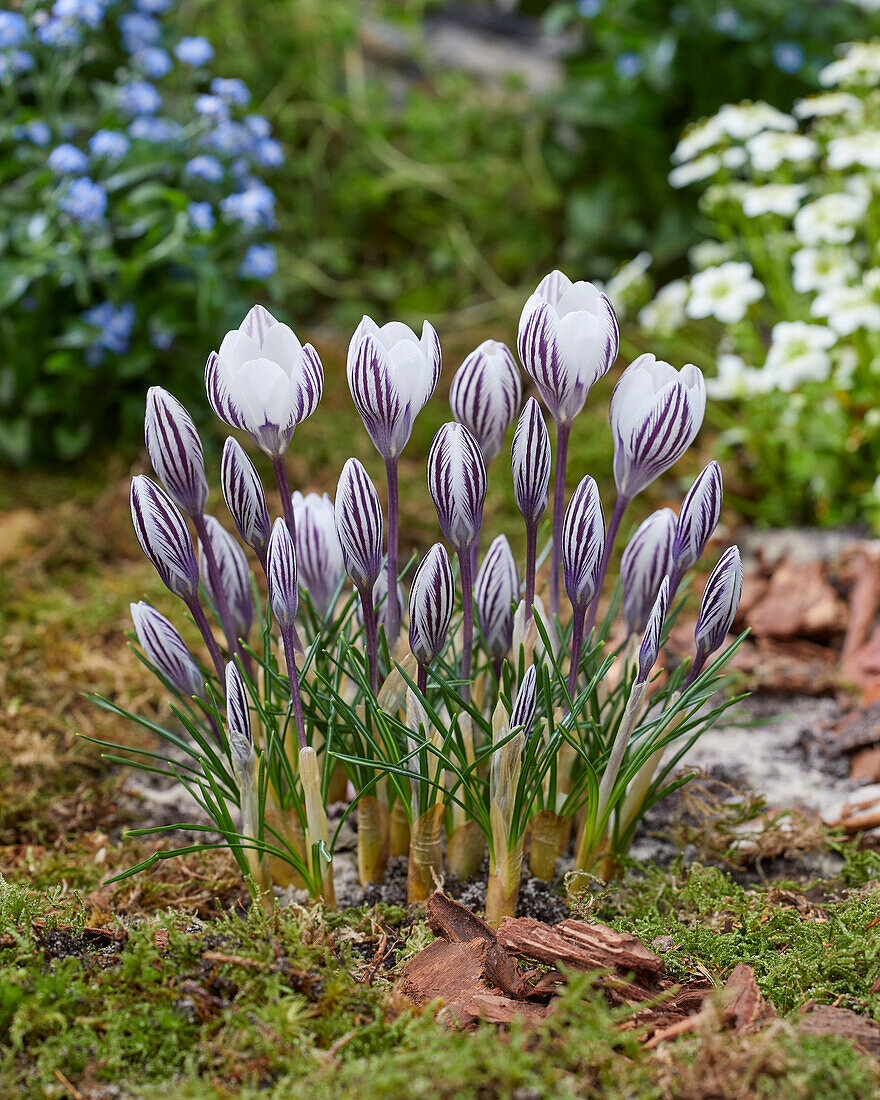 Crocus Zebra