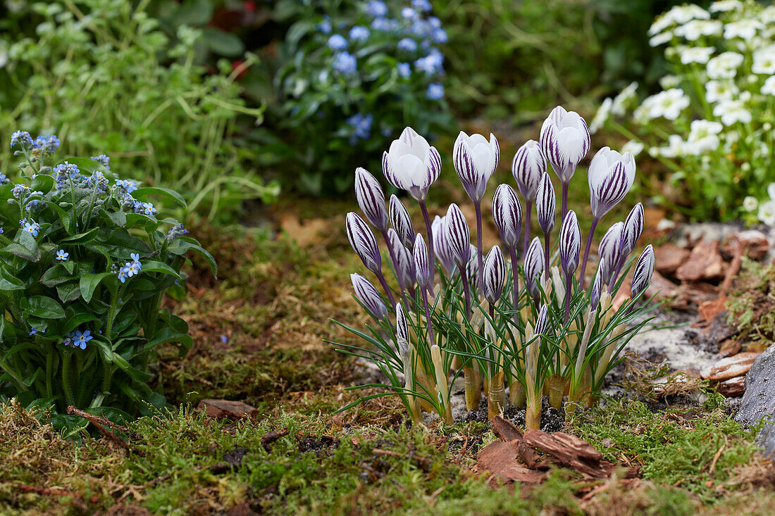 Crocus Zebra