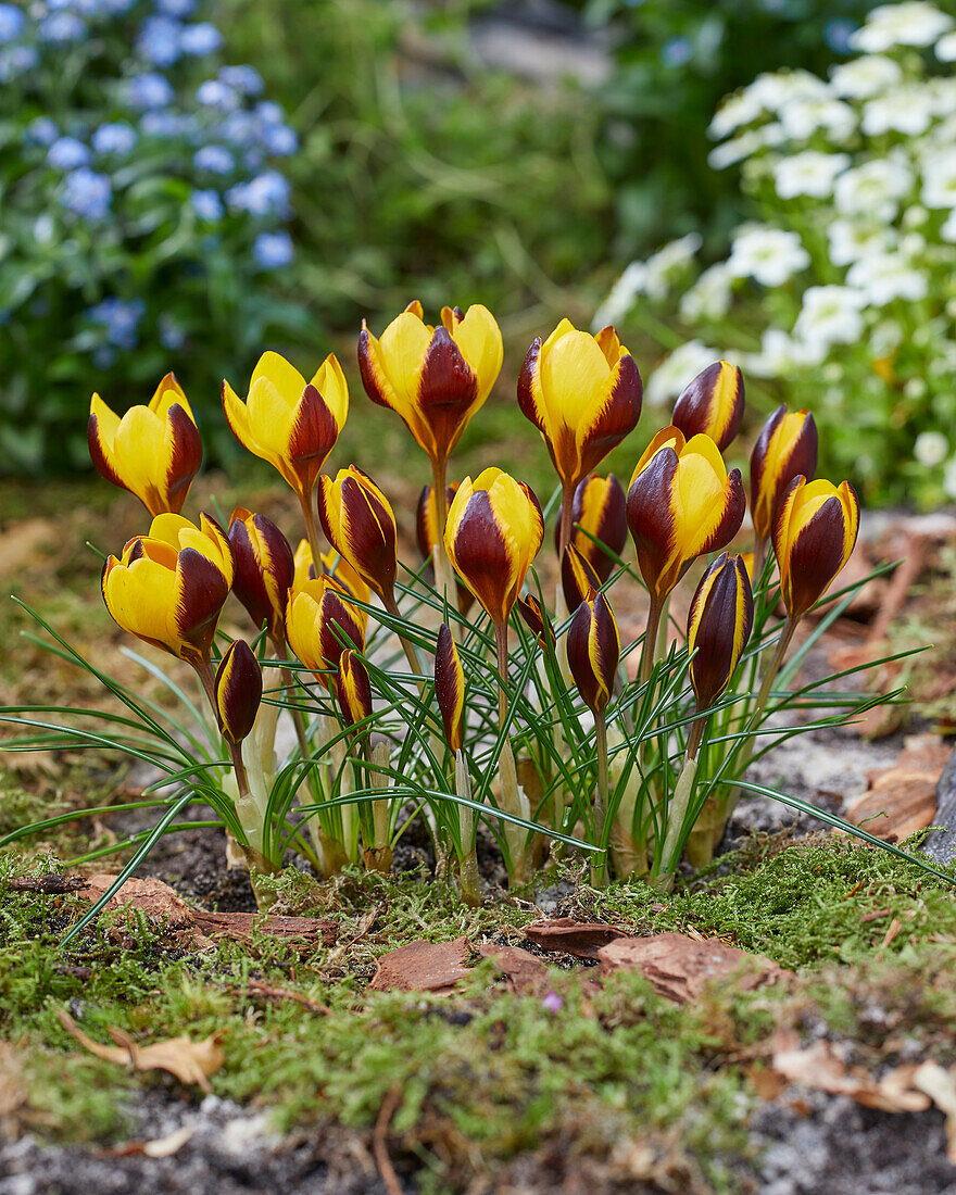 Crocus Queen Bee