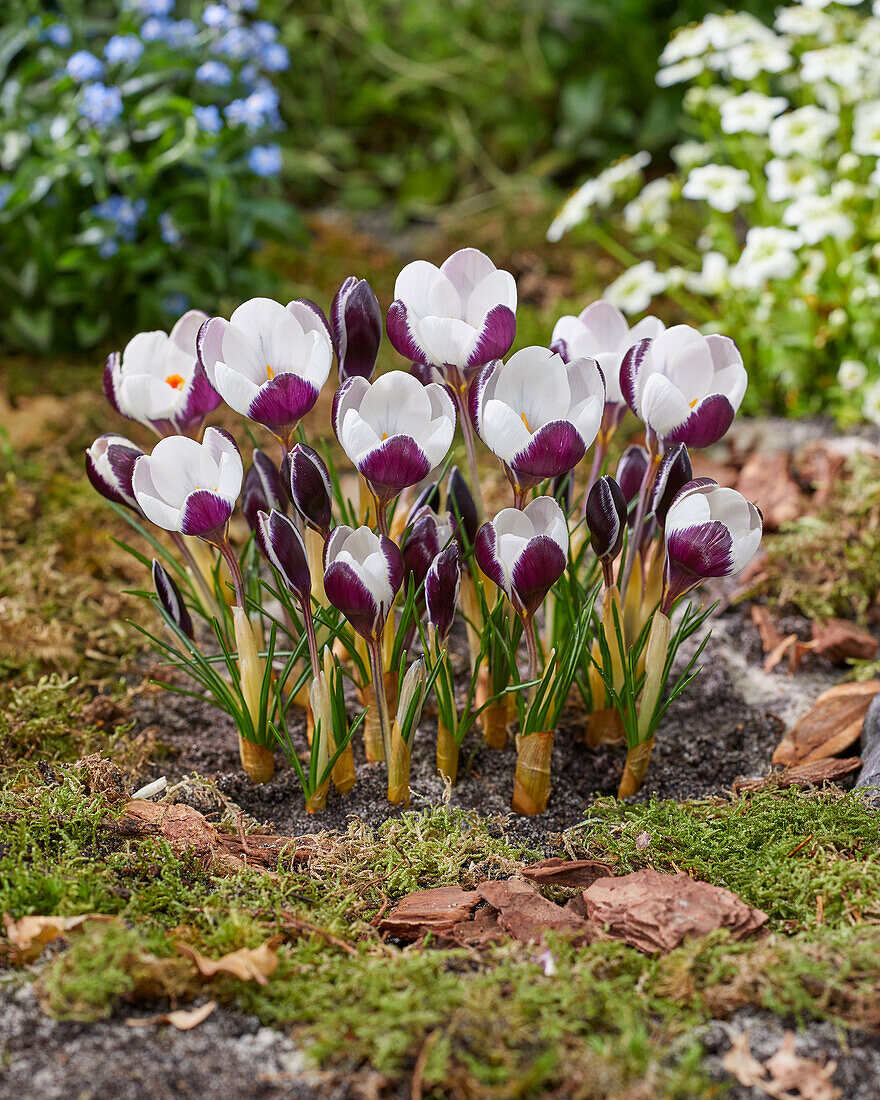 Krokus (Crocus) 'Killer Whale'