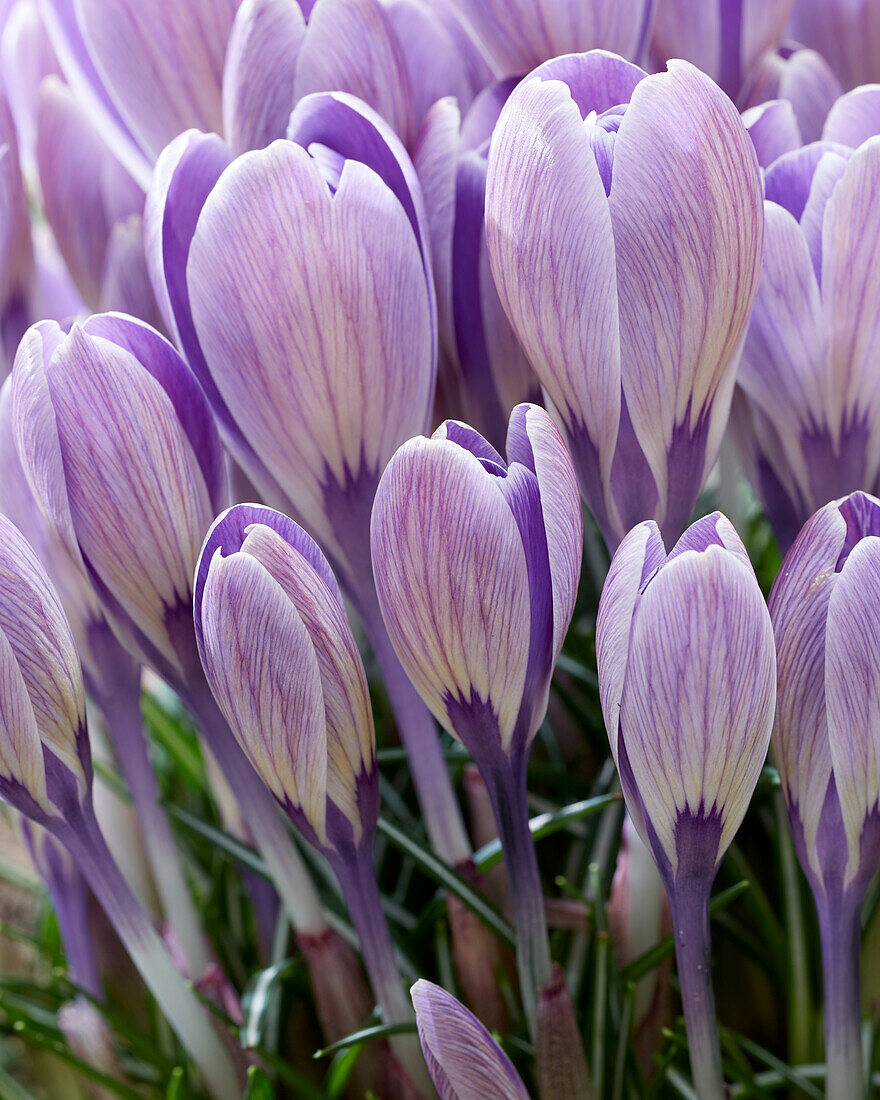 Crocus Striped Bird