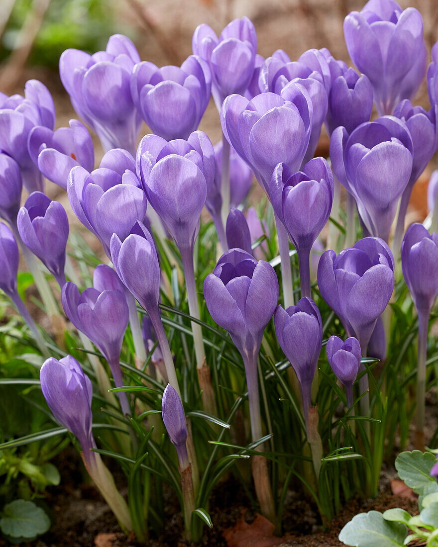 Krokus (Crocus) 'Hummingbird'