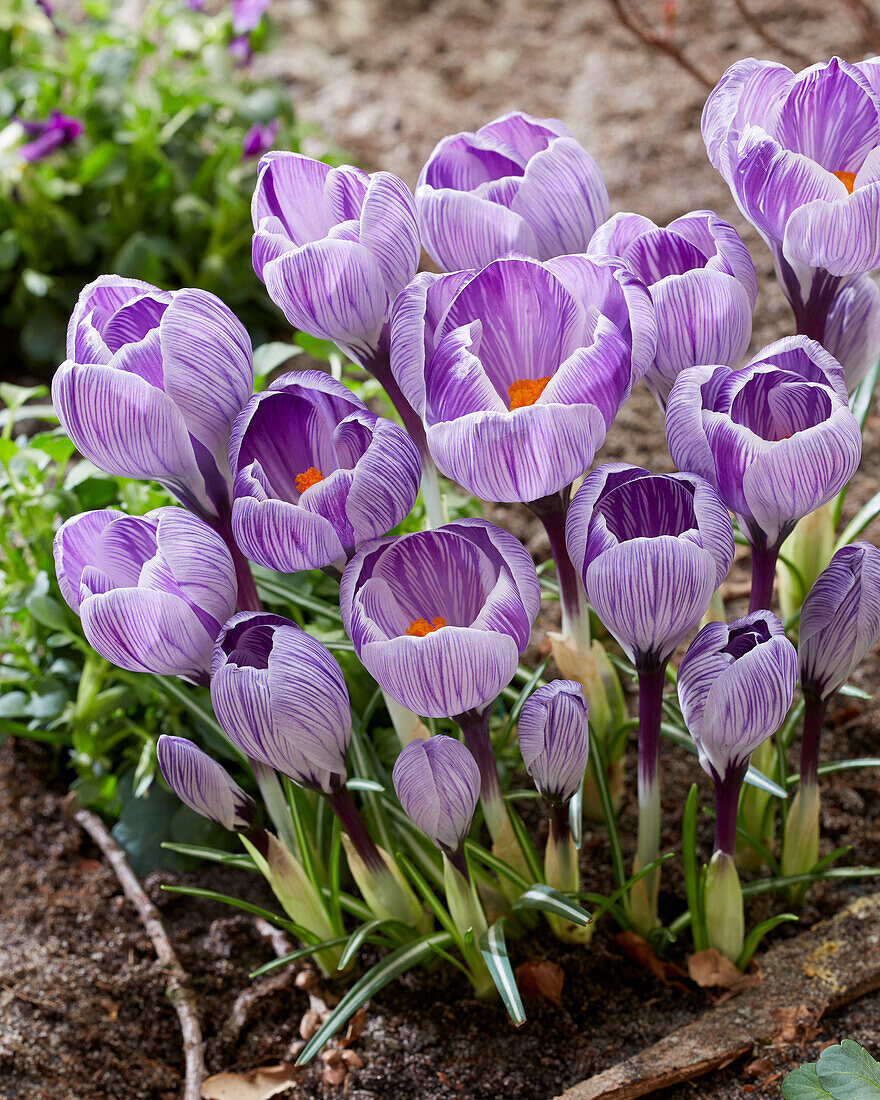 Krokus (Crocus) 'Tiger Shark'