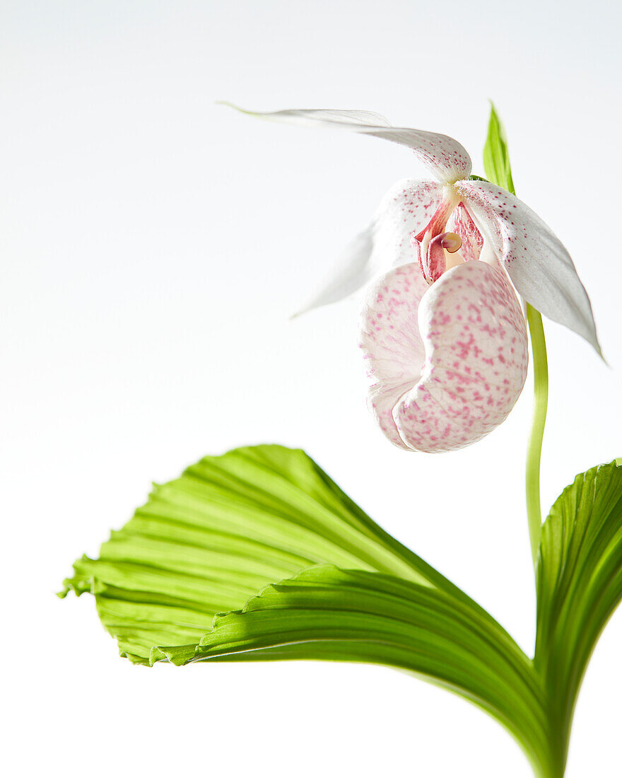 Cypripedium japonicum