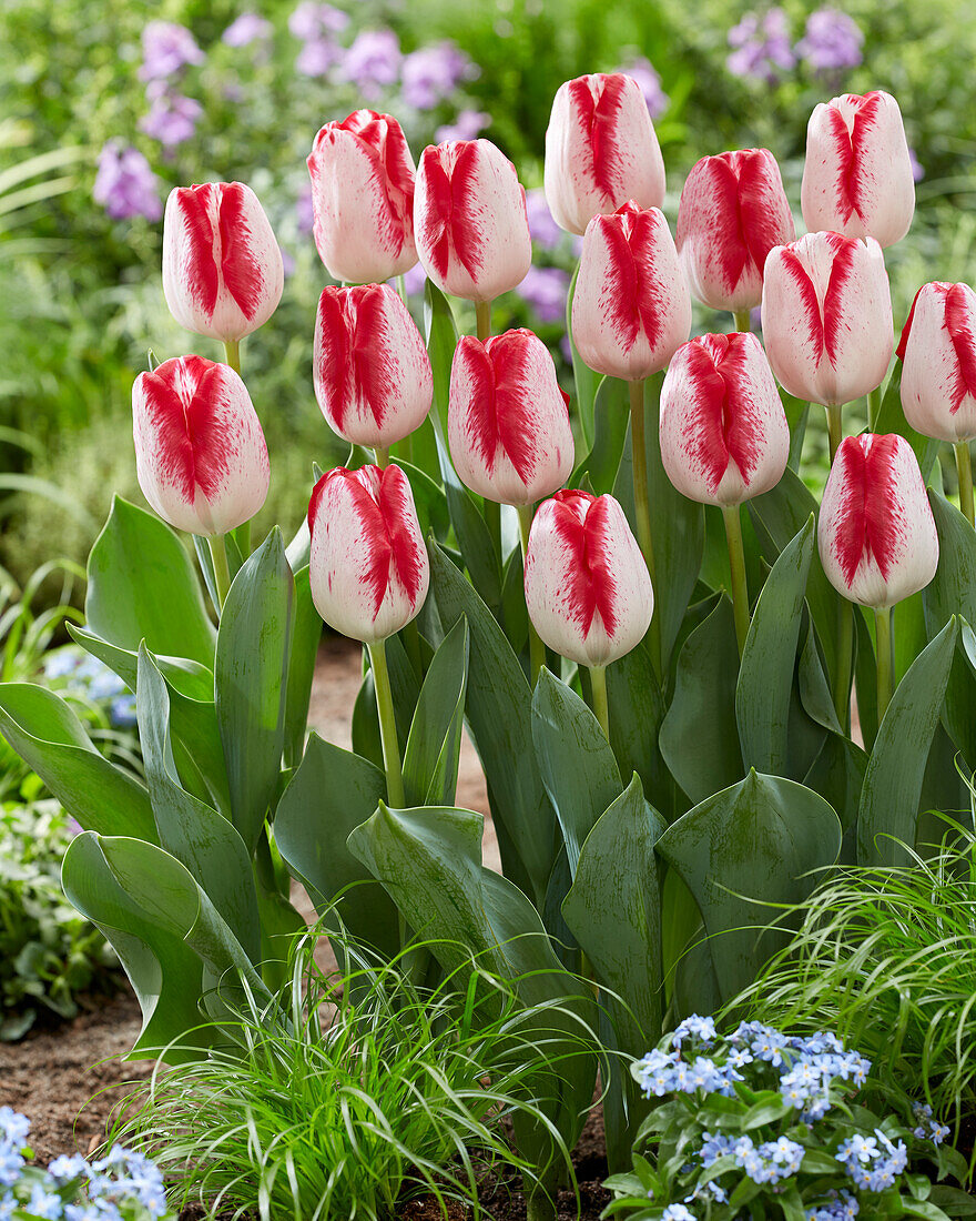 Tulipa French Kiss