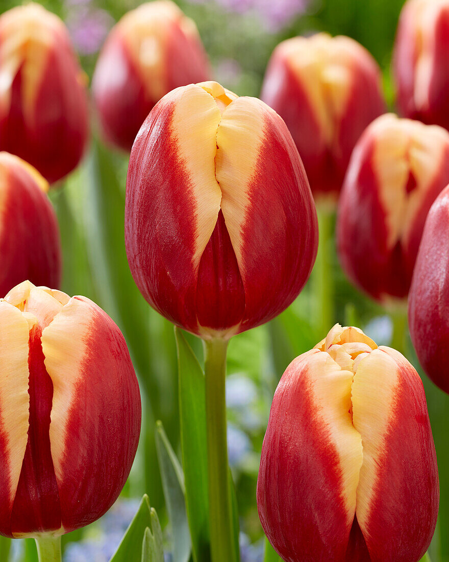 Tulipa Heaven