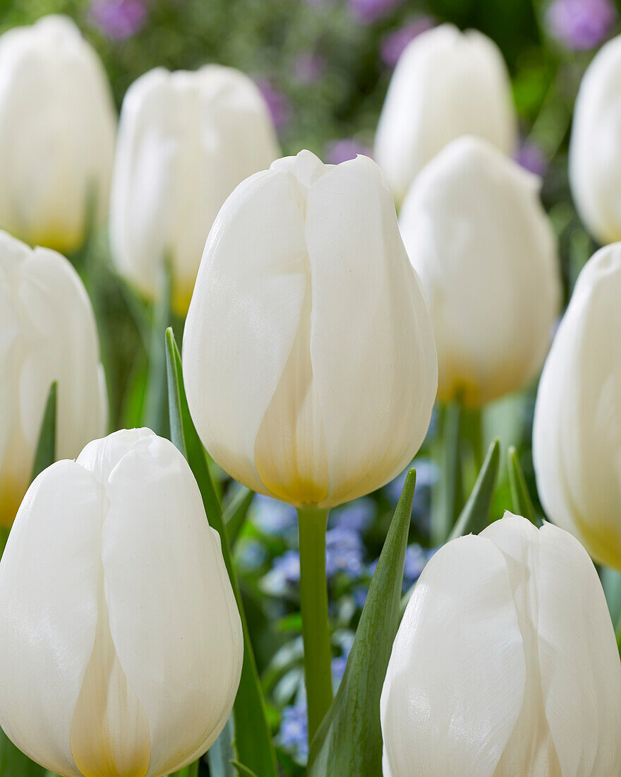 Tulipa Don White