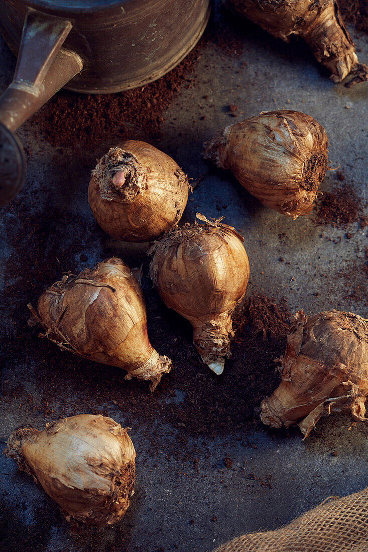 Hippeastrum bulbs