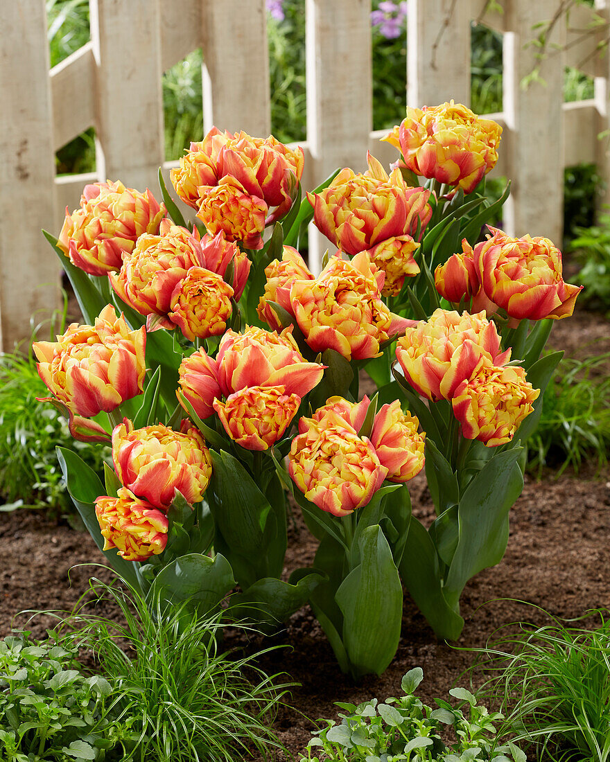 Tulpe (Tulipa) 'Spain'