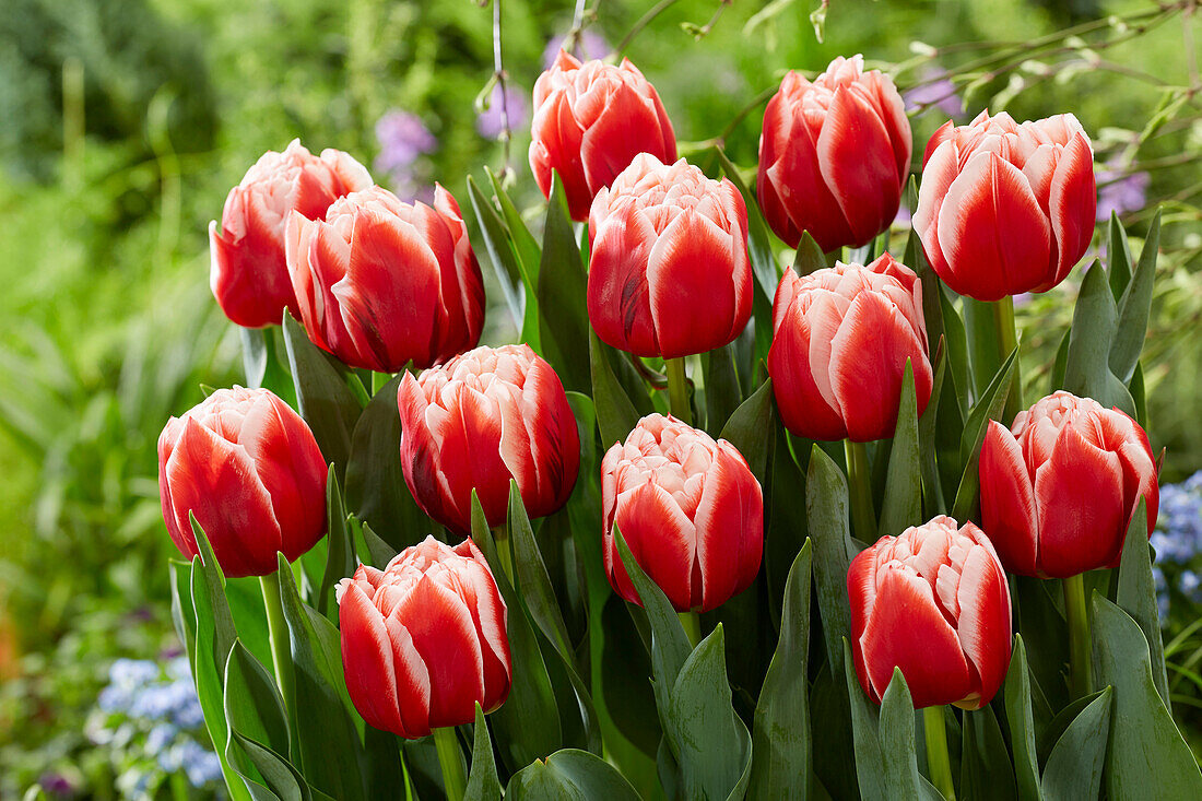 Tulpe (Tulipa) 'Everton'