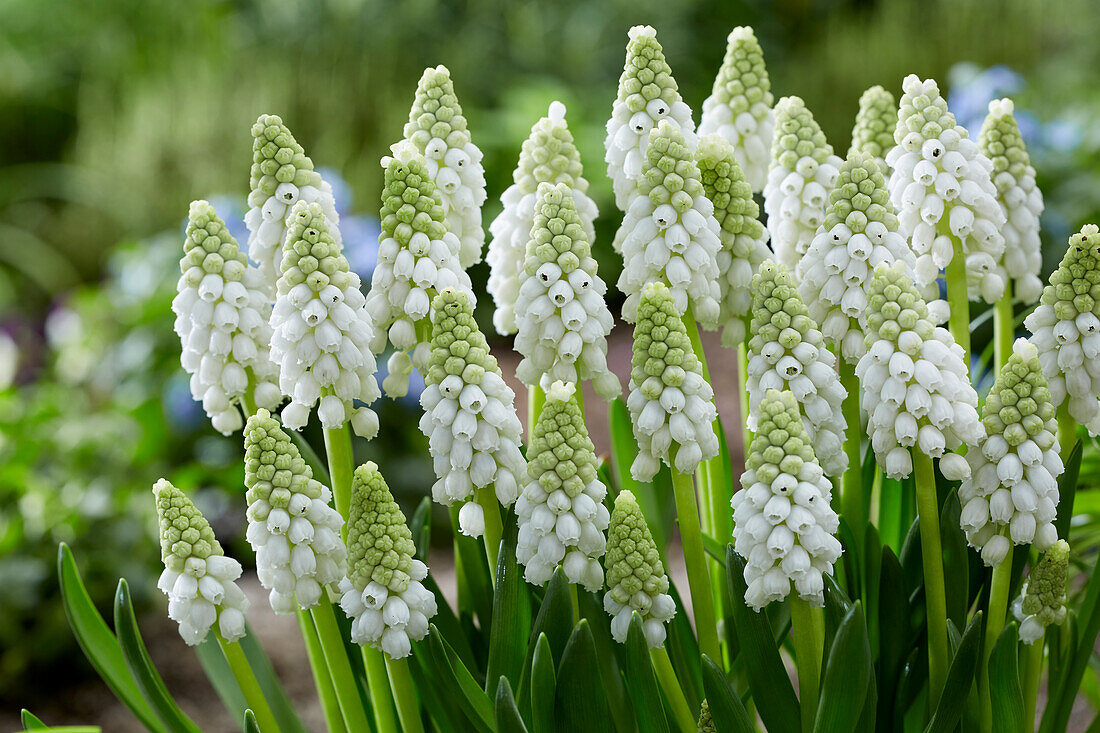 Muscari White Pearl