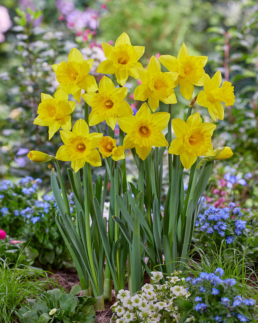 Narzisse (Narcissus) 'Golden Bay'