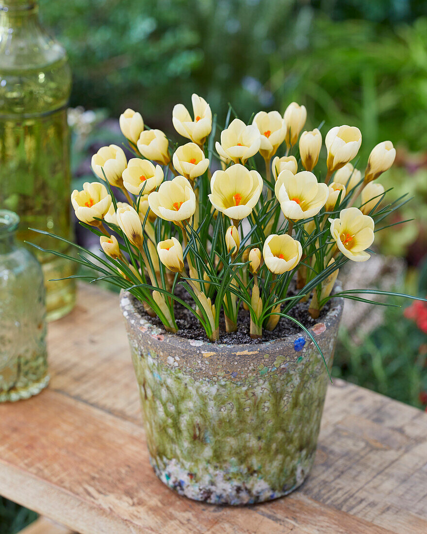 Crocus chrysanthus Cream Beauty