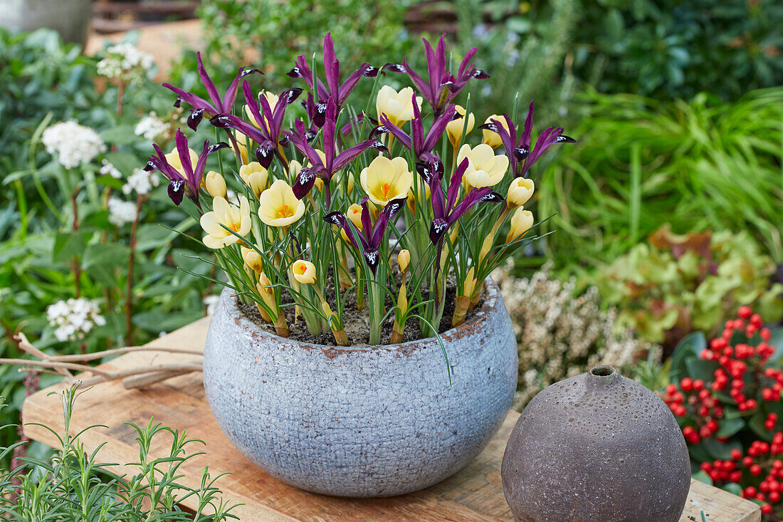 Kleiner Krokus (Crocus chrysanthus) 'Cream Beauty, Netzblatt-Schwertlilie (Iris reticulata) 'Pauline'