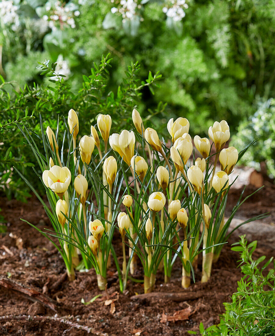 Kleiner Krokus (Crocus chrysanthus) 'Cream Beauty'