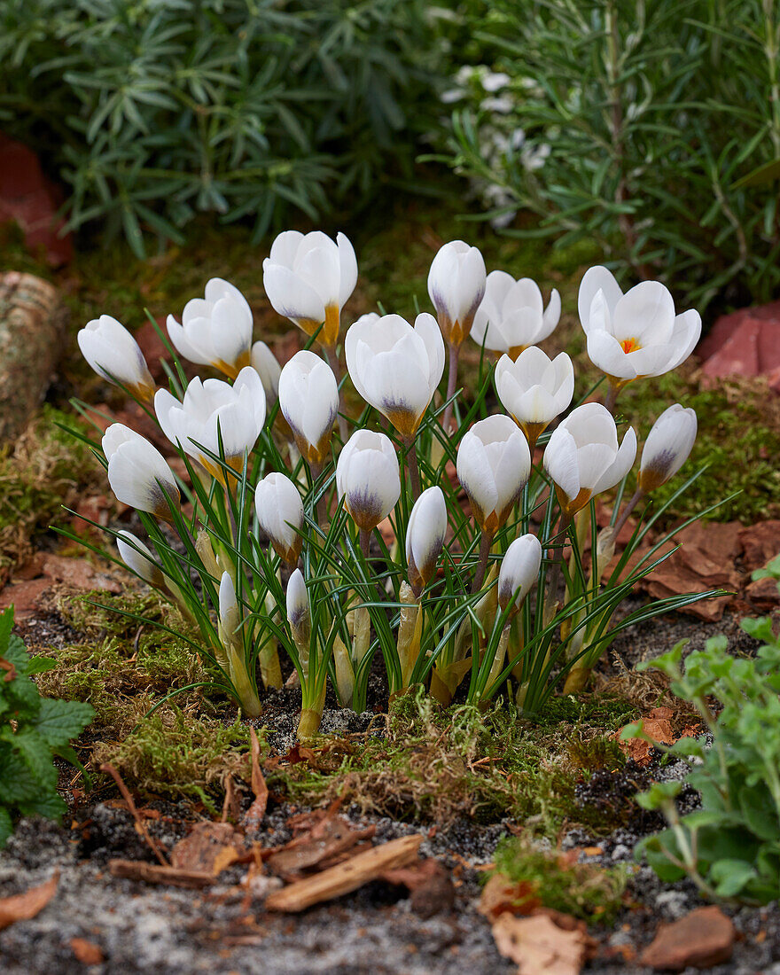 Kleiner Krokus (Crocus chrysanthus) 'Snowbunting'