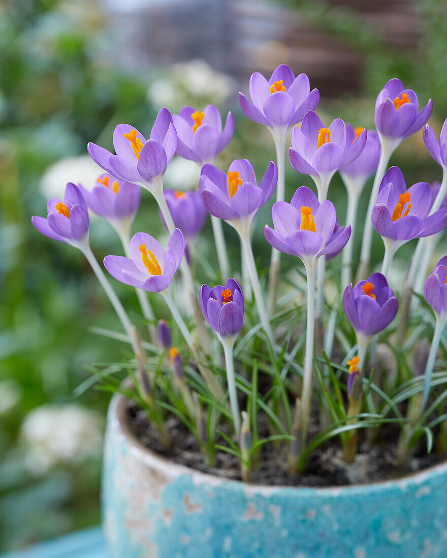 Crocus tommasinianus Barr's Purple