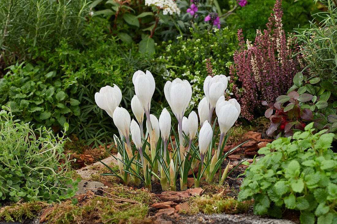 Crocus vernus Jeanne d'Arc