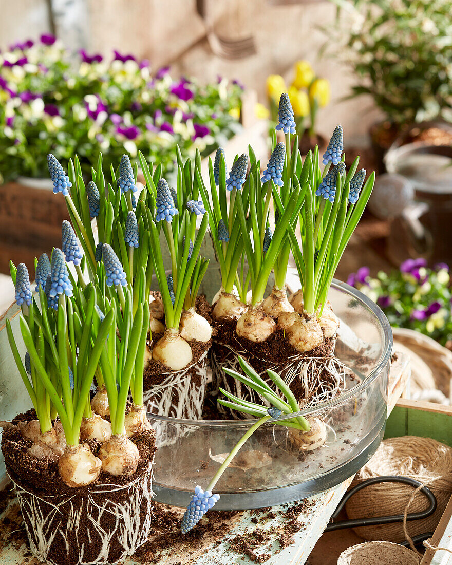 Pflanzgefäße mit Frühlingsblumen bepflanzen