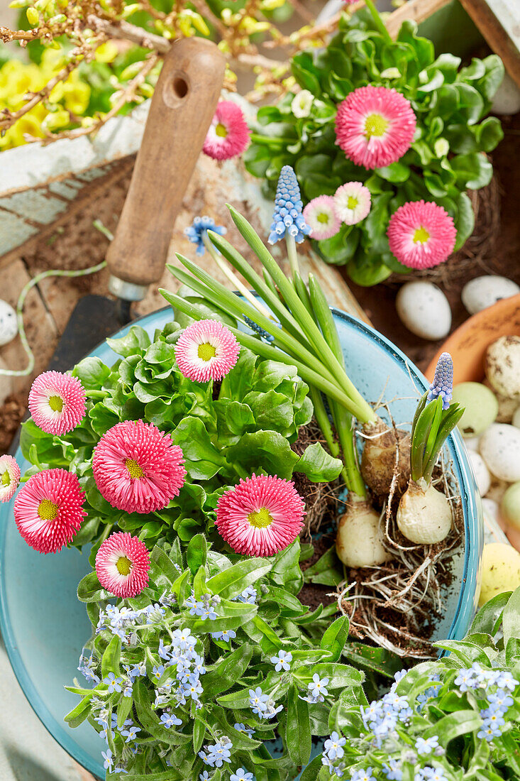 Myosotis and Bellis in easter