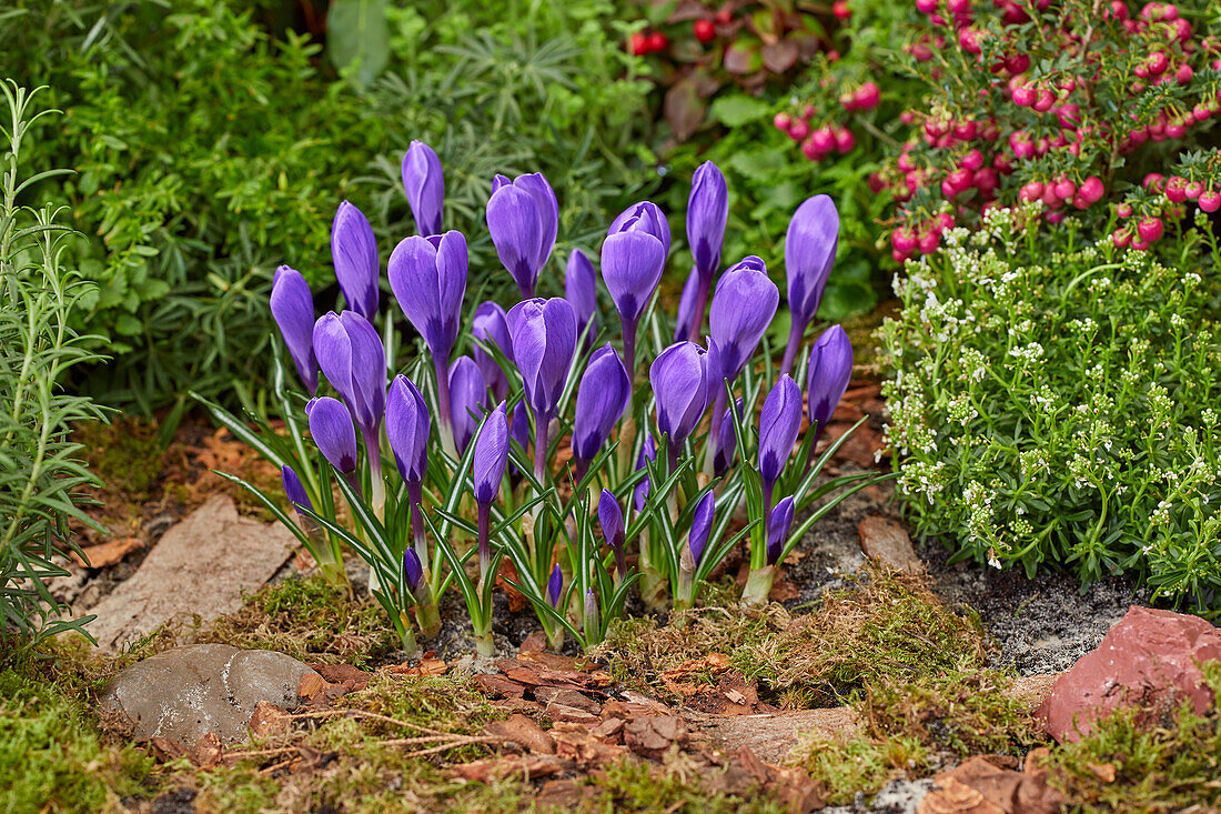 Crocus vernus Remembrance