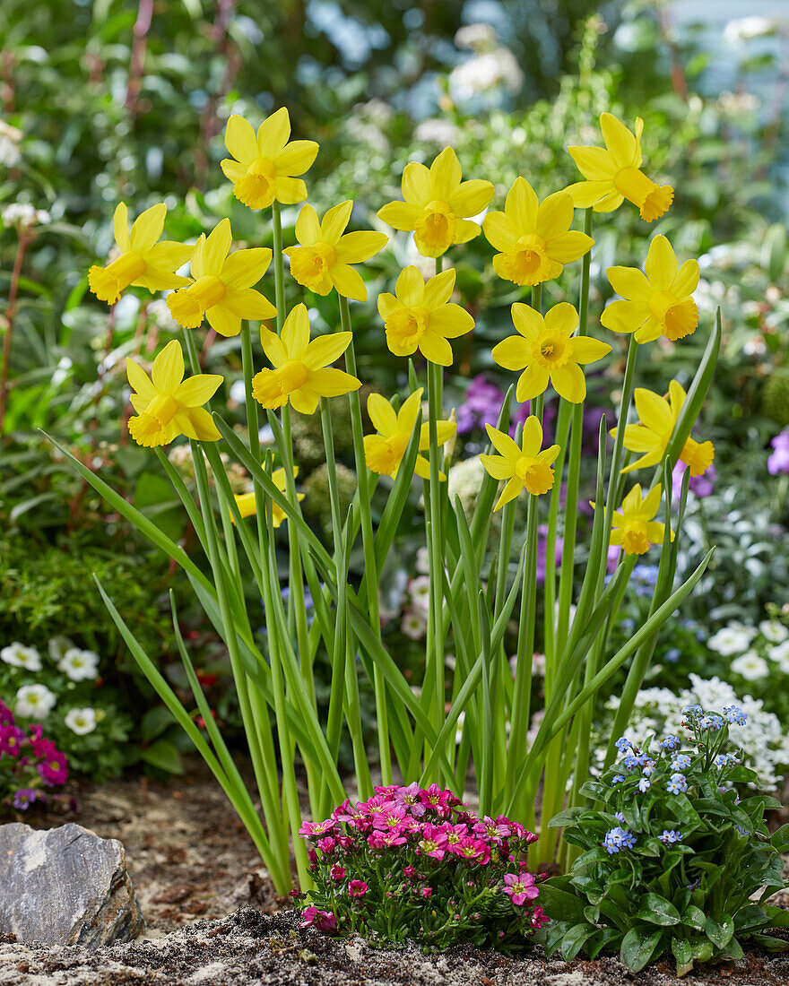 Narzisse (Narcissus) 'Amwell Lady'