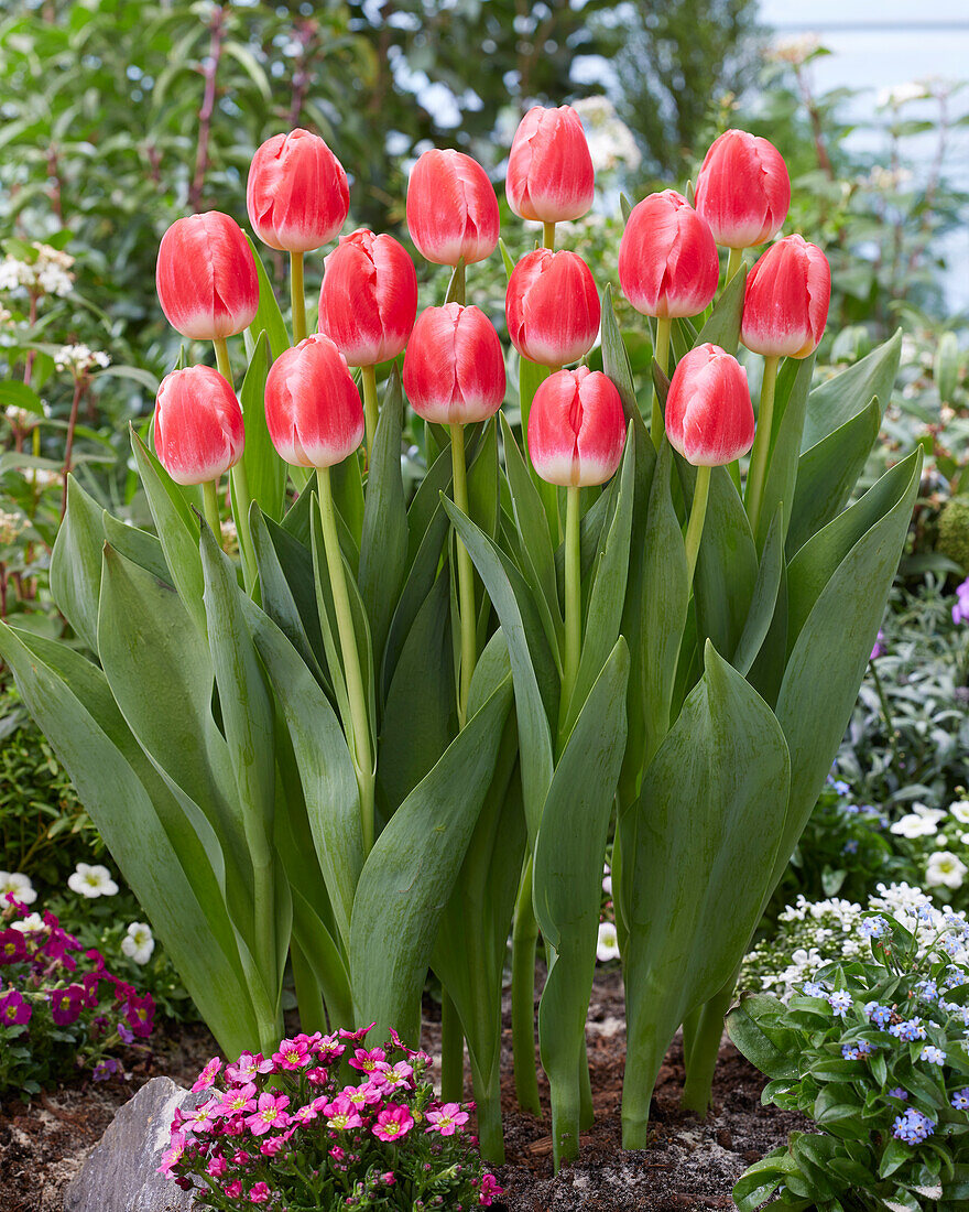 Tulpe (Tulipa) 'Feline'