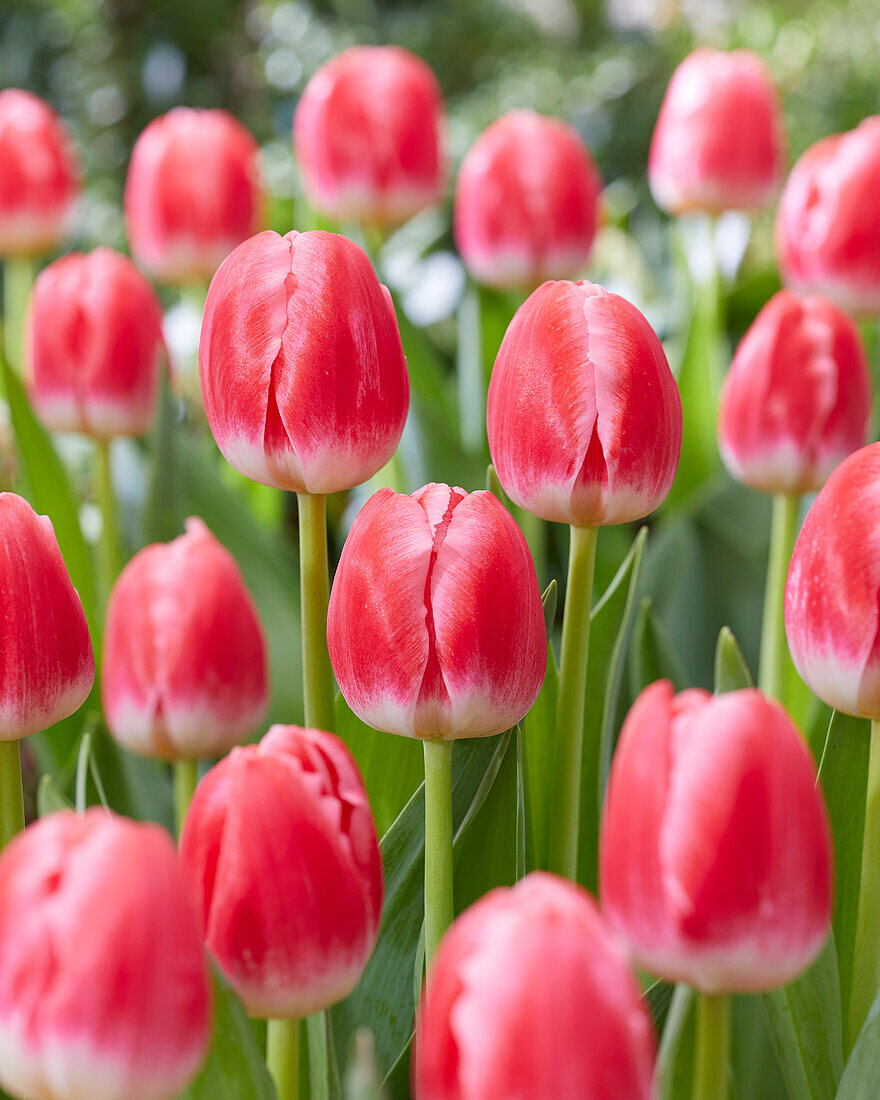 Tulpe (Tulipa) 'Feline'