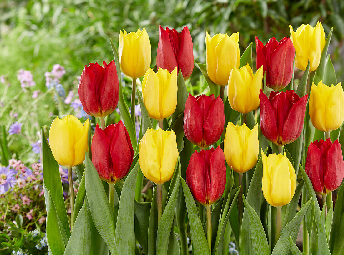 Tulipa Red Gold, Strong Gold