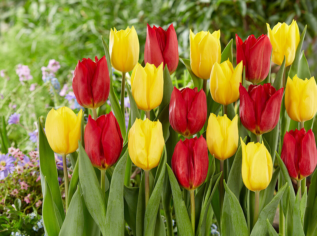 Tulpe (Tulipa) 'Red Gold', ' Strong Gold'