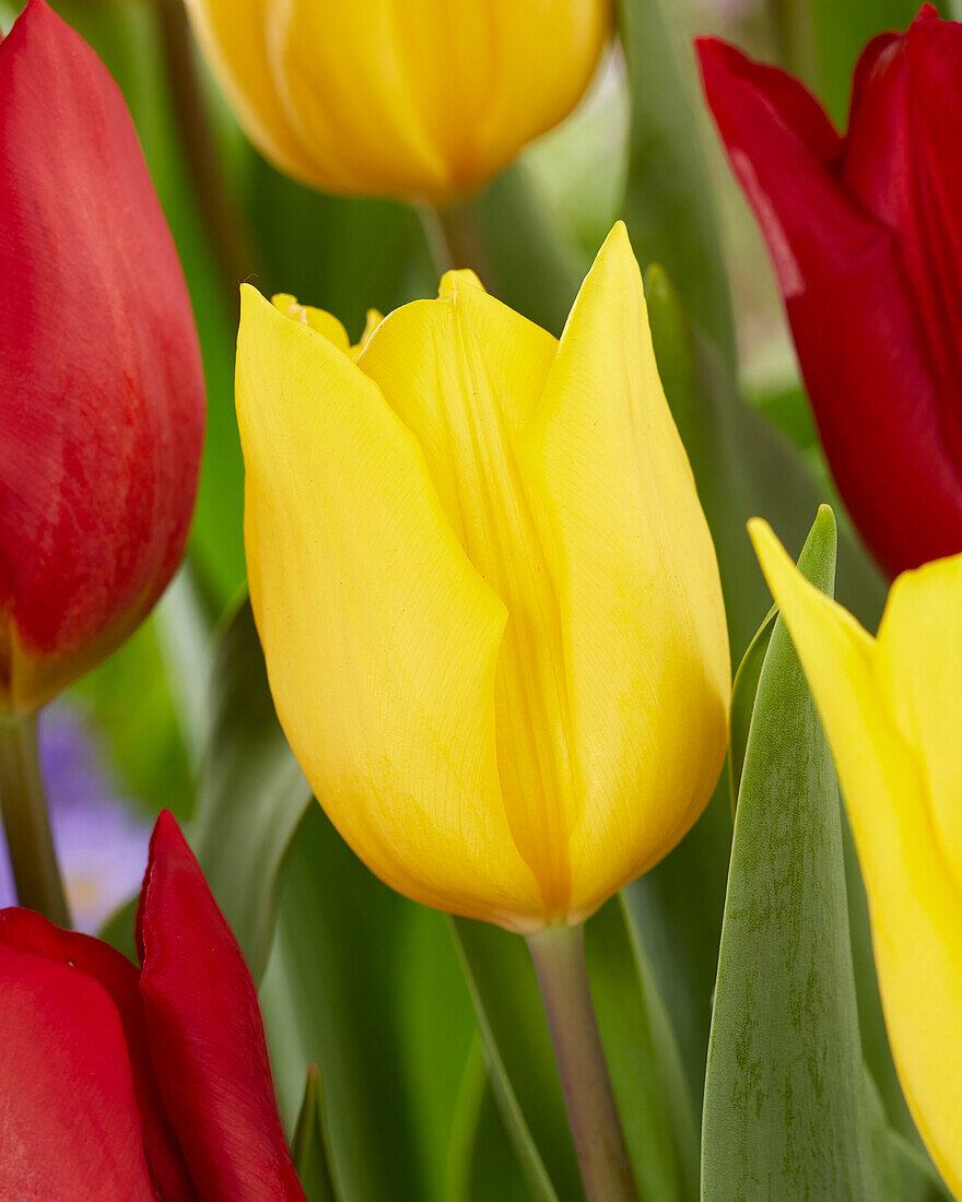 Tulpe (Tulipa) 'Strong Gold'