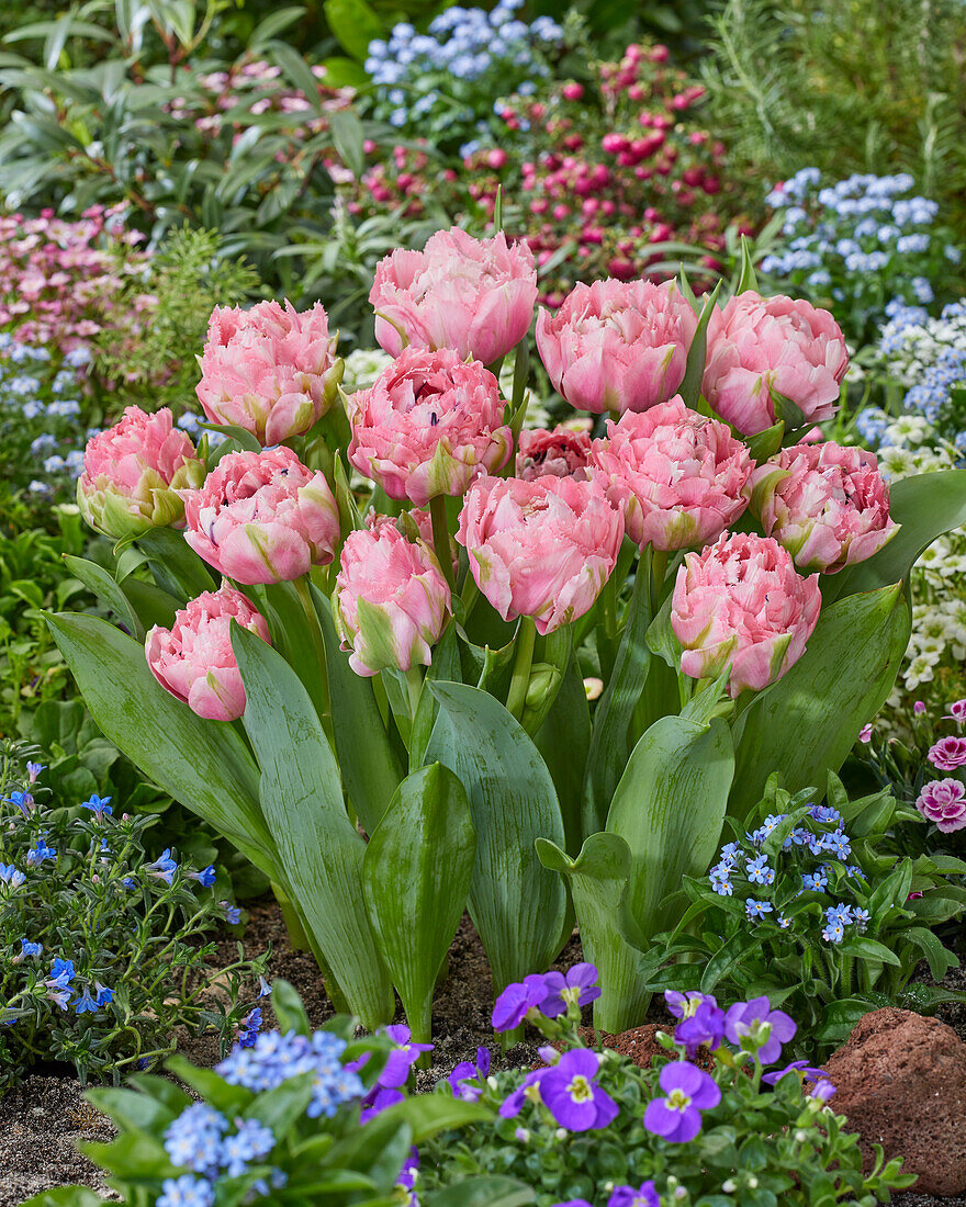 Tulipa Sugar Crystal