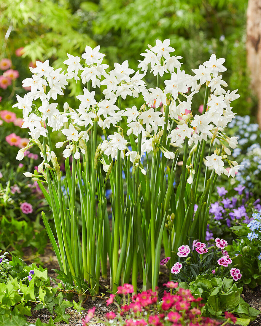 Narzisse (Narcissus) 'Paper White'