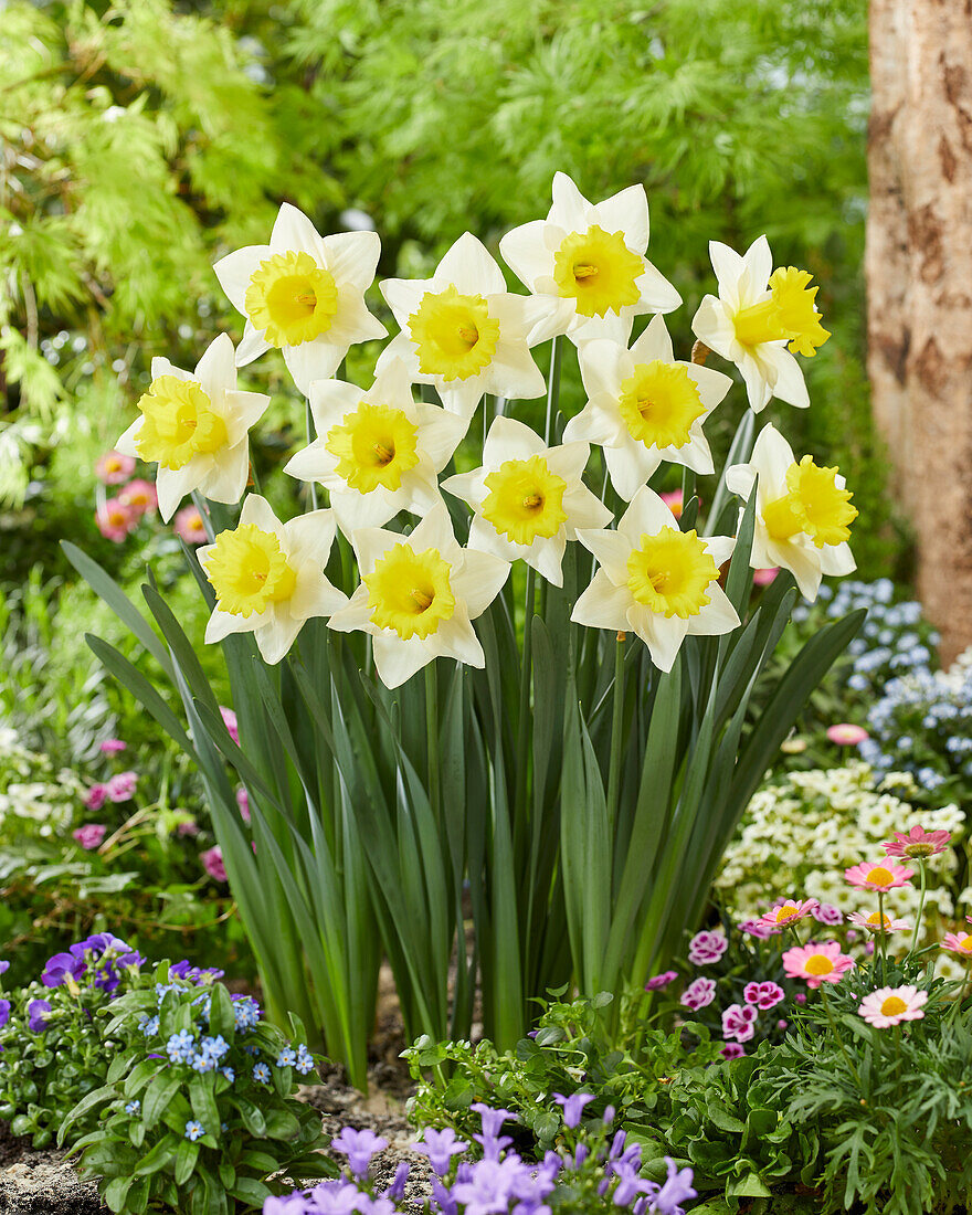 Narcissus Cornish King