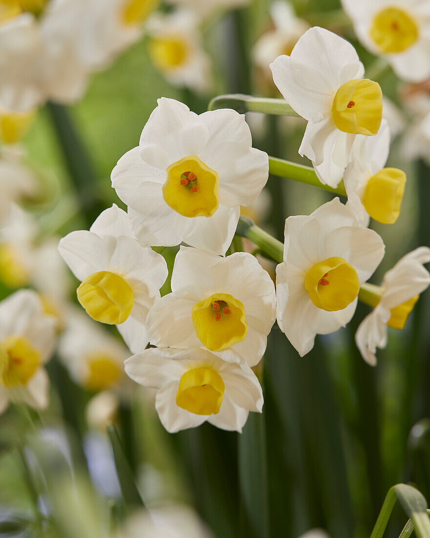 Narzisse (Narcissus) 'Avalanche'