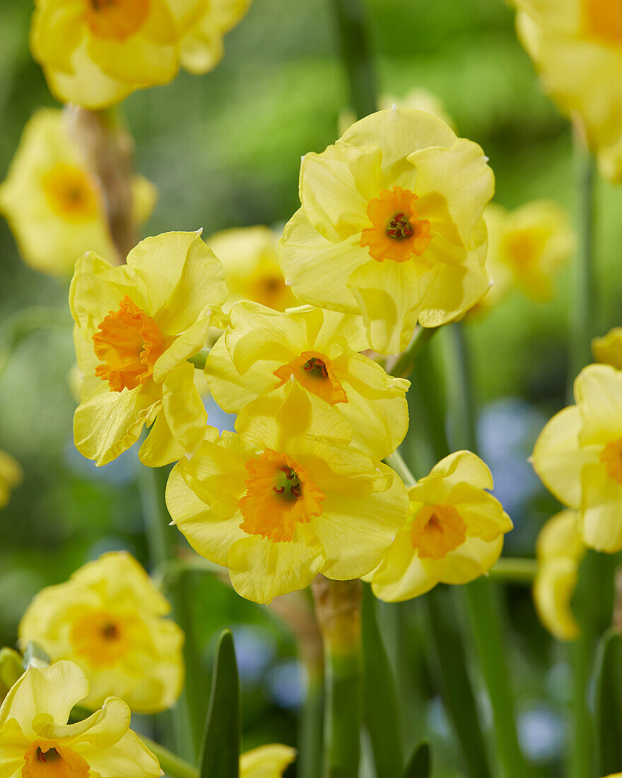 Narcissus Golden Dawn