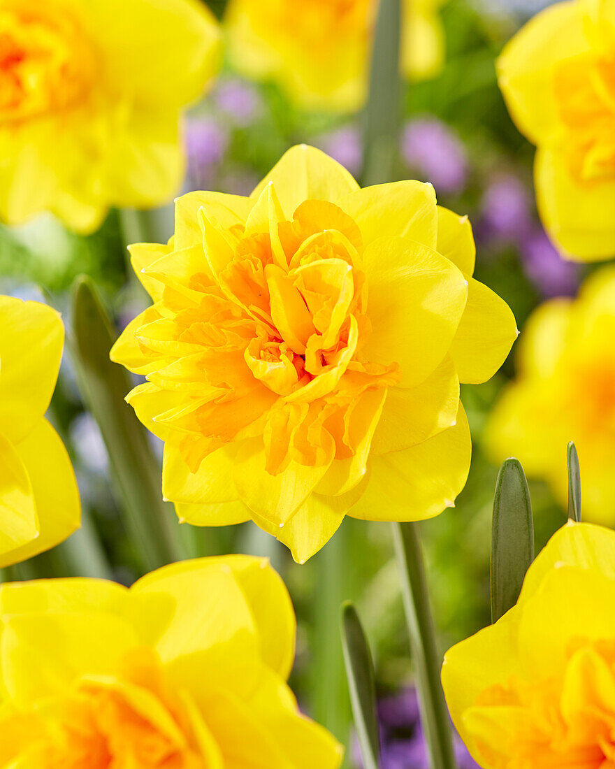 Narzisse (Narcissus) 'Double Power'