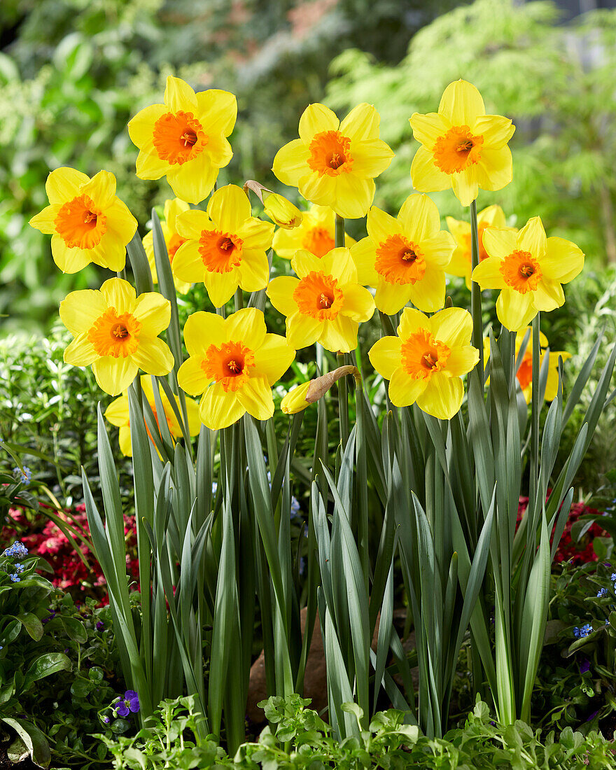 Narzisse (Narcissus) 'Pimpernel'