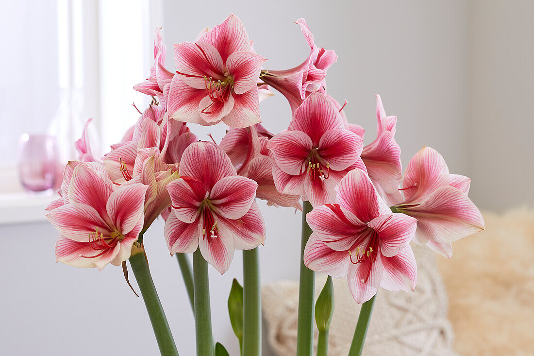 Hippeastrum Adele