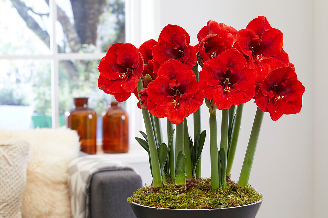 Hippeastrum Red Lion